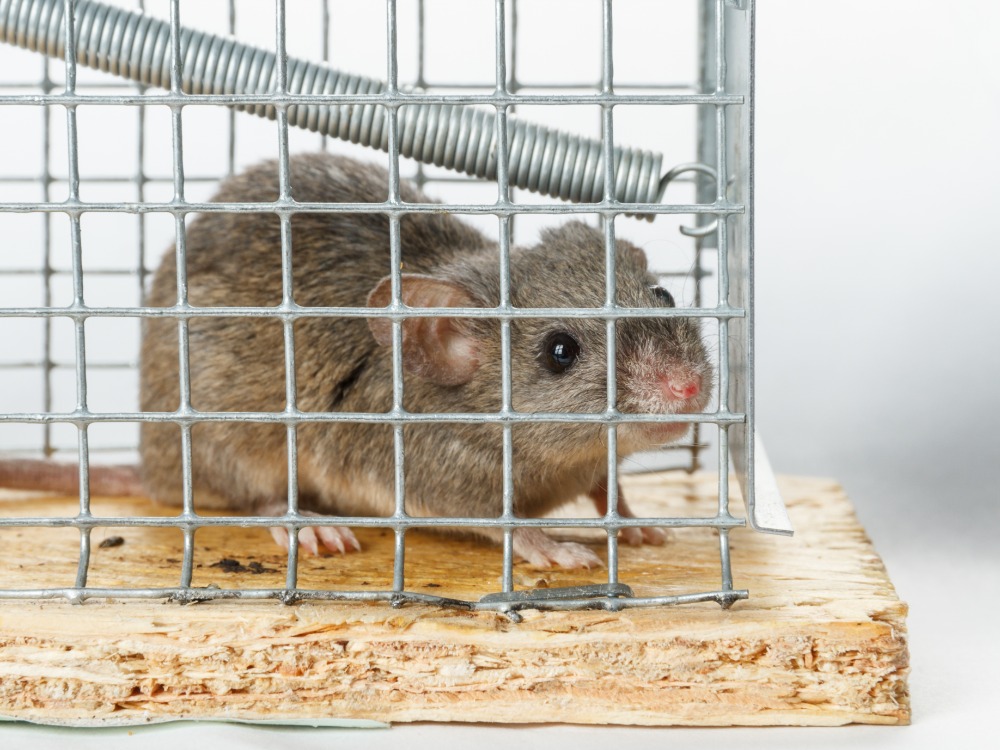 それぞれの害虫にあった駆除方法